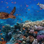 La IA puede ayudar a salvar los océanos portada