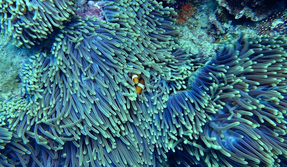 Piratear los genes de los corales podría salvarlos del cambio climático.